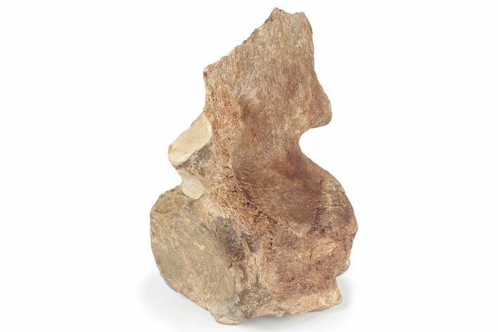Fossil Plesiosaur Vertebra - Asfla, Morocco #241037